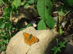 Polygonia c-aureum lunulata