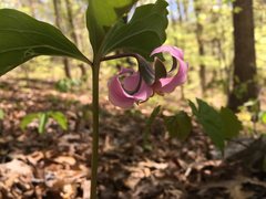 Trillium catesbaei
