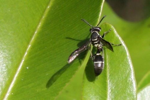 Polybia plebeja