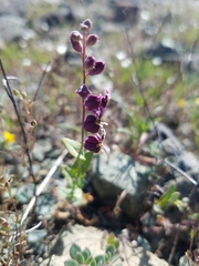 Streptanthus glandulosus pulchellus