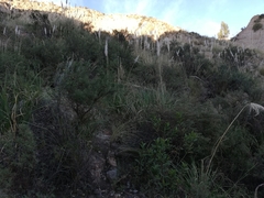 Cortaderia speciosa