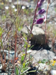 Streptanthus glandulosus pulchellus