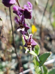 Streptanthus glandulosus pulchellus