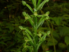 Habenaria eustachya
