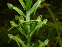 Habenaria eustachya