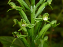 Habenaria eustachya