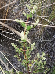 Minthostachys acutifolia