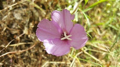 Clarkia gracilis