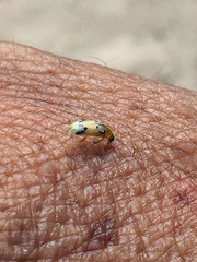 Diabrotica litterata