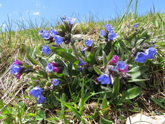 Pulmonaria australis