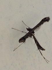 Amblyptilia pica