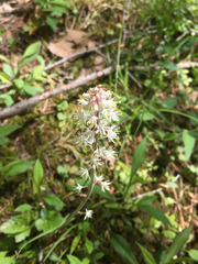 Tiarella