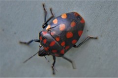 Pachycoris