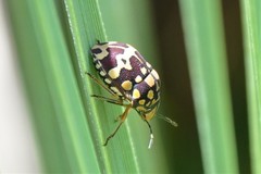 Orsilochides scurrilis