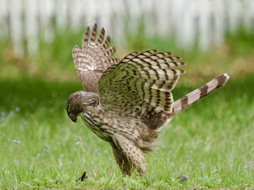Cooper's Hawk photographed in Rhode Island