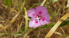 Clarkia gracilis sonomensis