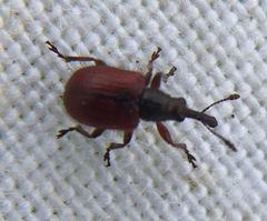 Tatianaerhynchites aequatus