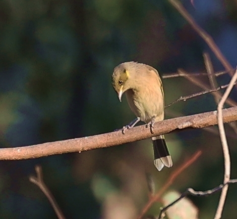 Fuscous Honeyeater from Indigo Valley VIC 3688, Australia on April 27 ...