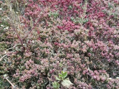 Mesembryanthemum nodiflorum