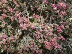 Mesembryanthemum nodiflorum