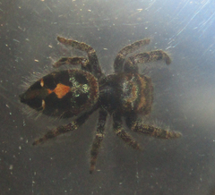 Phidippus audax