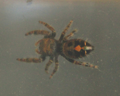Phidippus audax
