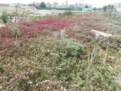 Mesembryanthemum nodiflorum