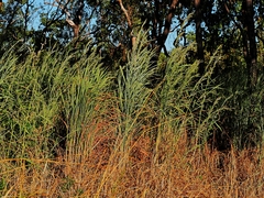 Gamba grass (Andropogon gayanus)
