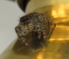 Phidippus audax