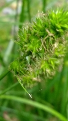 Carex stipata
