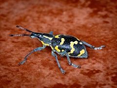 Exophthalmus nicaraguensis image