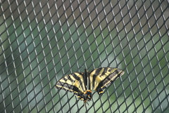 Papilio pilumnus