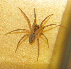 Oecobius navus