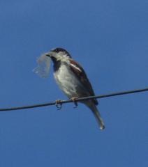 Passer domesticus