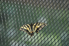 Papilio pilumnus