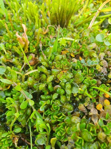 Bog Earwort (Scapania paludicola)