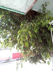 Ficus benjamina