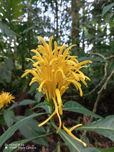 Justicia aurea