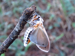 Creatonotos transiens vacillans