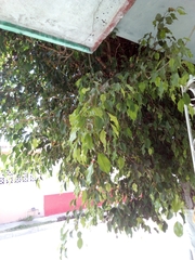 Ficus benjamina