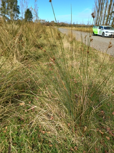 Image of Juncus sarophorus by (c) Colin Meurk, some rights reserved (CC BY)