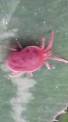 Trombidium holosericeum