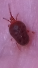 Trombidium holosericeum