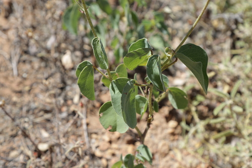 Image of Gossypium sturtianum by no rights reserved