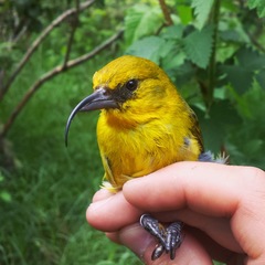 Hemignathus wilsoni