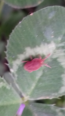 Trombidium holosericeum