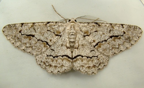 Stenoporpia pulmonaria (Grote, 1881)