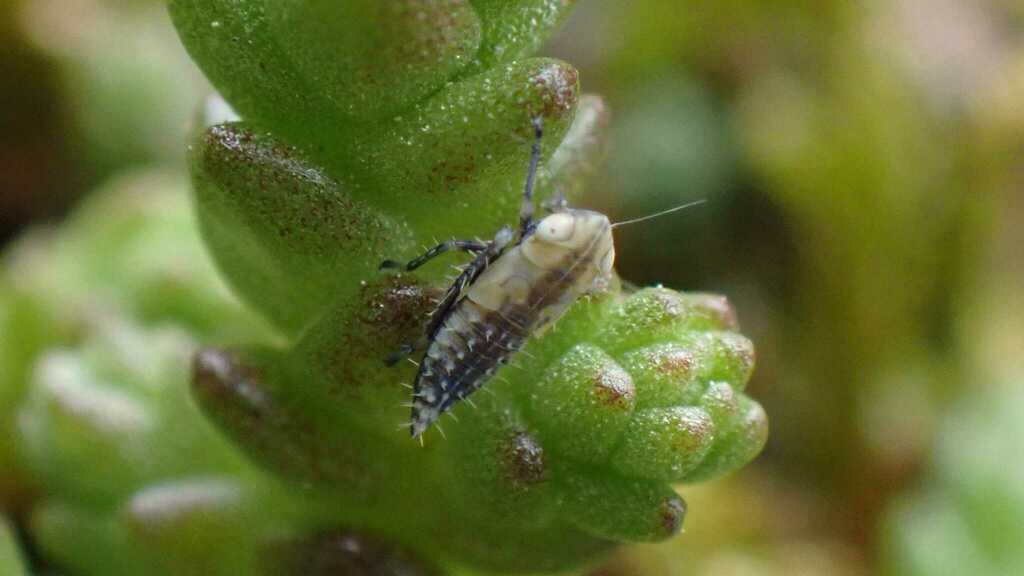 Circulifer haematoceps