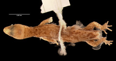 Colombian Dwarf Gecko photo 2