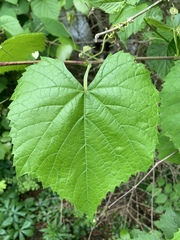 Vitis cinerea baileyana